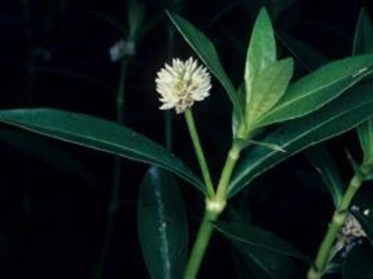 Weed of the Week Alligator Weed   Snowy Monaro Regional Council