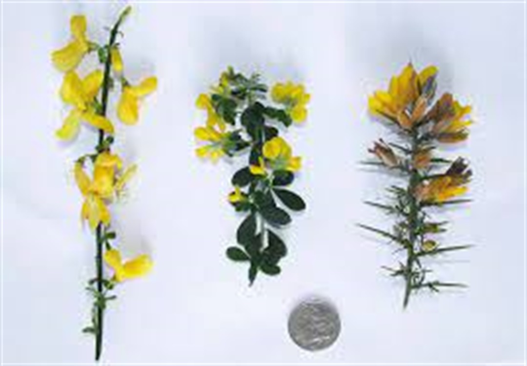 Is scotch broom discount poisonous to dogs