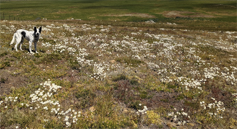 Native Grasslands.png