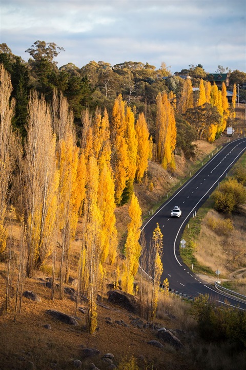 Kosciuszko-Road-Jindabyne-Poplars.jpg