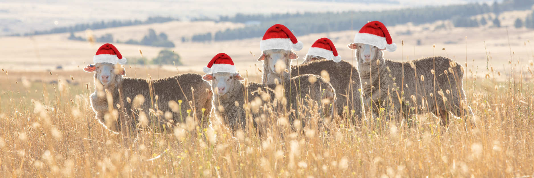 Christmas Slide - sheep in a field with Santa hats.png