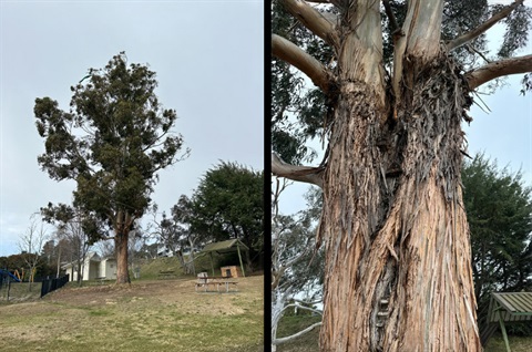 Composite image showing tree to be removed from a distance and a close-up of the damage and decay