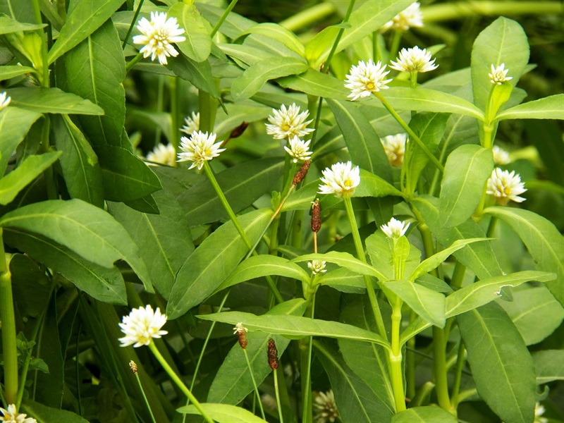 Alligator Weed