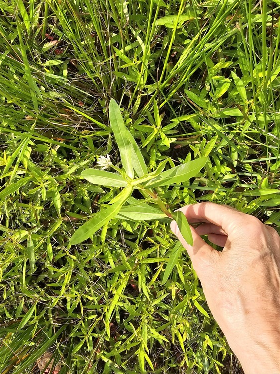 Alligator weed Alternanthera philoxeroides - 2 - public domain.jpg