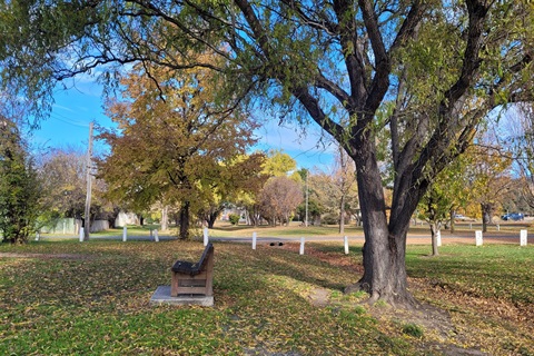 A leafy view of a park bench and autumn trees in Berridale Lions Park, May 2023