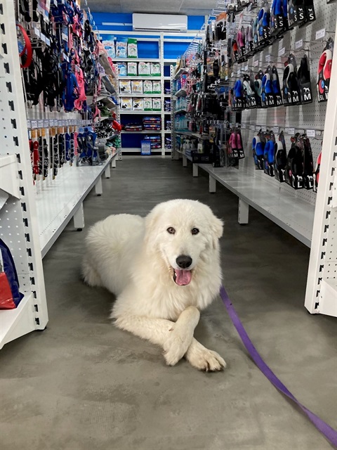 A fluffy white dog named Casper sitting on the polished concrete floor of Pets Domain Cooma.