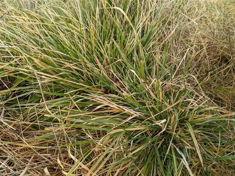 Chilean needle grass in a local paddock