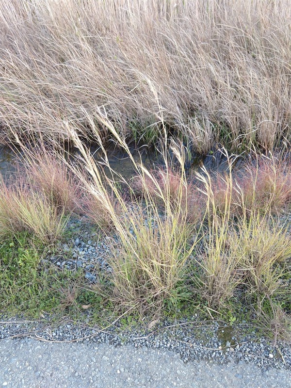 Coolatai Grass