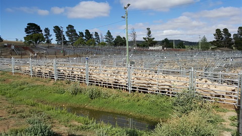 Cooma Saleyards Feb 2017 (27).jpg