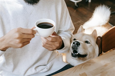 Dog looking up at owner drinking coffee at kitchen table