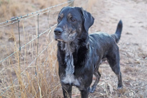 Dog standing by fence looking alert