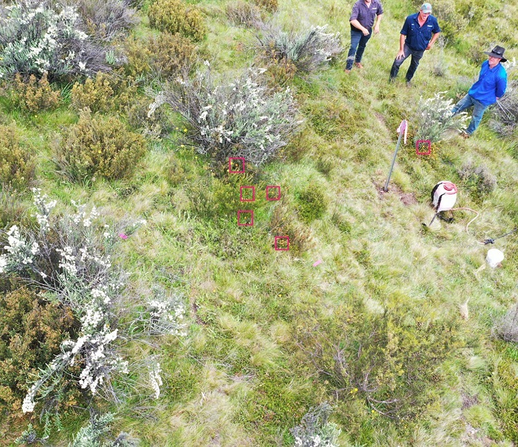 Drone shot with weeds identified