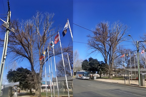 Elm tree to be removed from Cooma Centennial Park