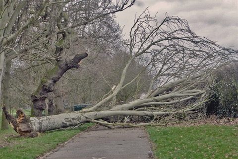 fallen tree over footpath