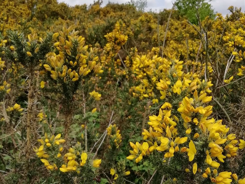 Gorse