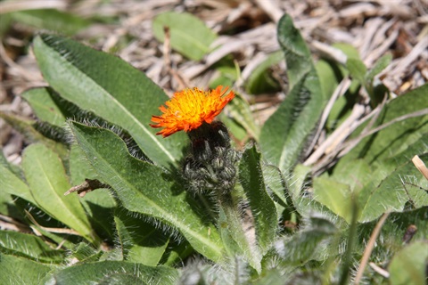 Hawkweed