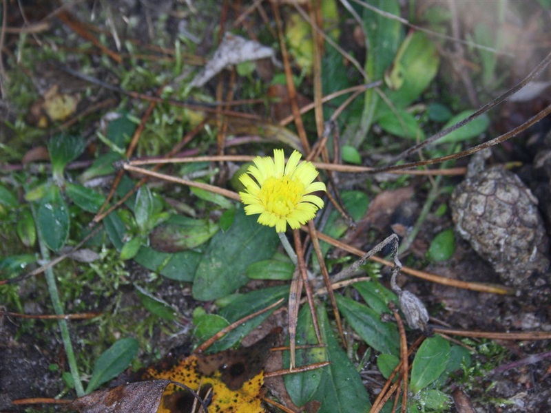 Mouse-ear Hawkweed