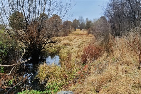 An image of Myack Creek in Berridale, showing the small stream and winter vegetation in the shallow valley of the watercourse.