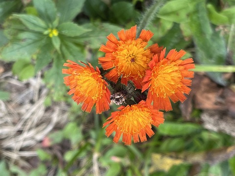 Close-up of flowering orange hawkweed (Pilosella aurantiaca) 