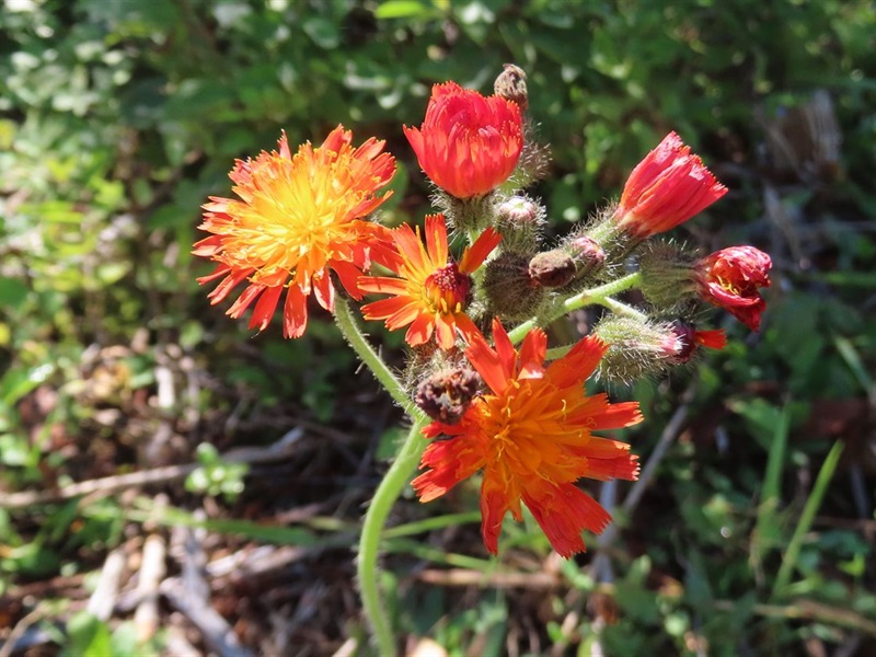 Orange Hawkweed