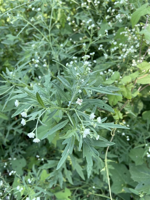 Parthenium weed (Parthenium hysterophorus)