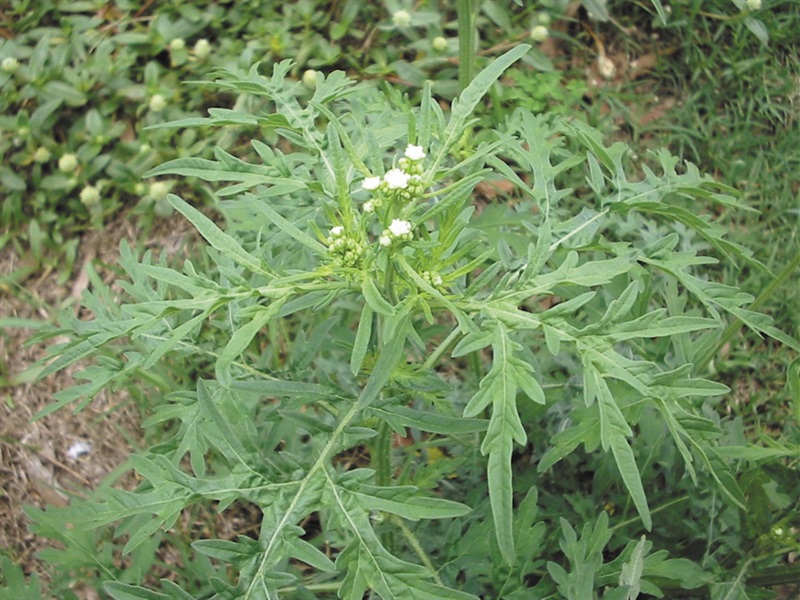 Parthenium Weed