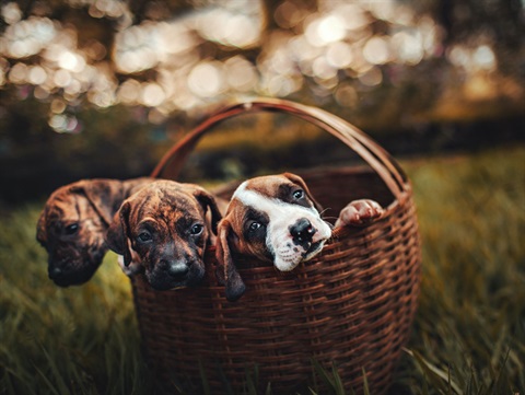 Three small puppies in a wicker basket, sitting on grass in a park.