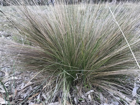 Serrated tussock (Nasella trichotoma).jpg