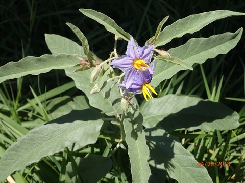 Close-up of flowering silver leaf nightshade (Solanum elaeagnifolium)