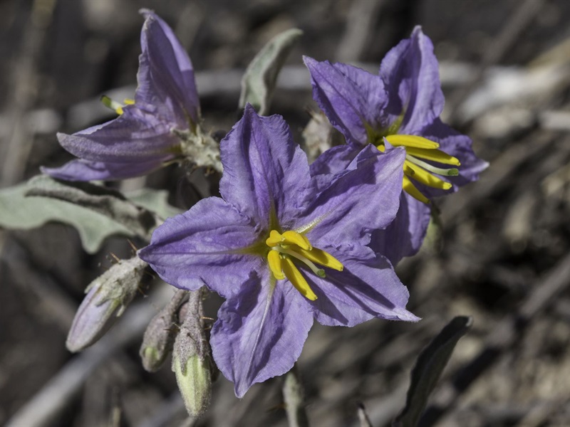 Silverleaf Nightshade