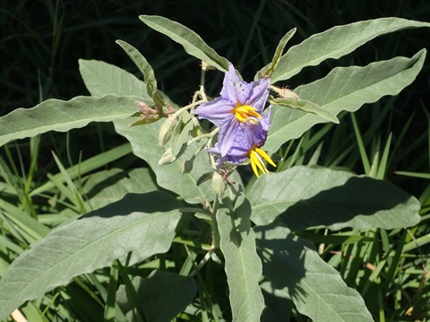 Purple flower and hairy leaves of a silverleaf nightshade - (Solanum elaeagnifolium) plant