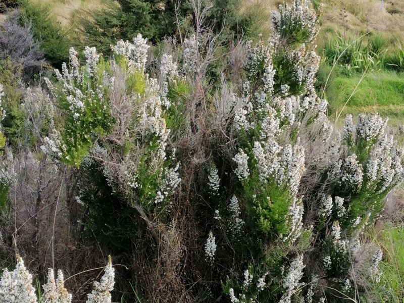 Spanish Heath