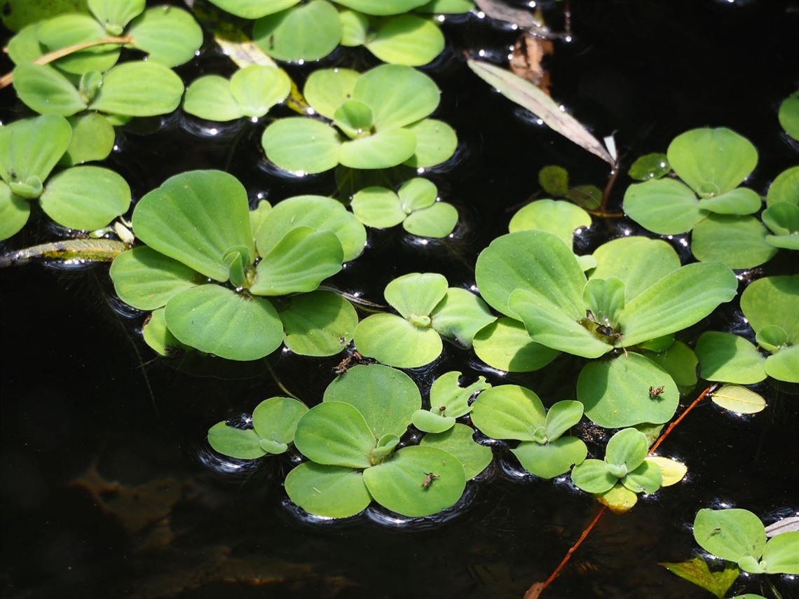 Water lettuce (Pistia stratiotes) in situ