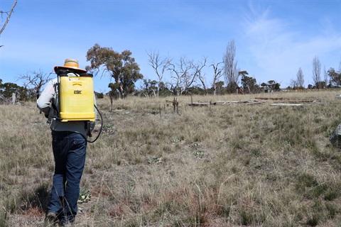 A weed sprayer from behind, walking through a paddock with a wide-brimmed hat and backpack weed-sprayer.