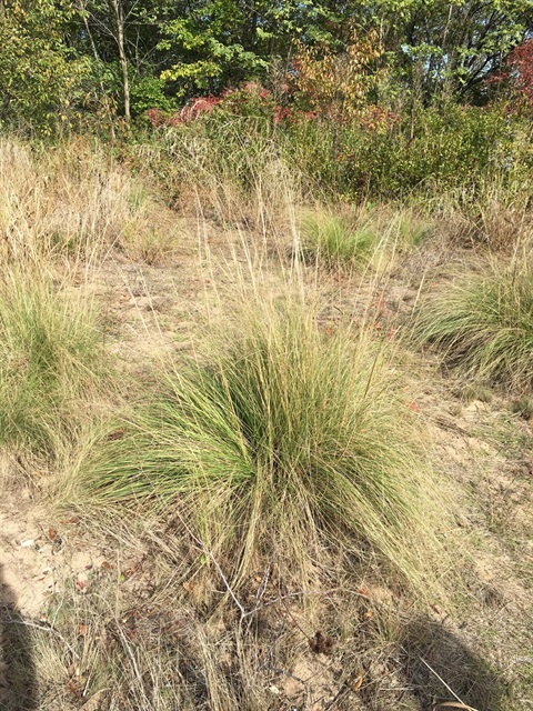 African lovegrass