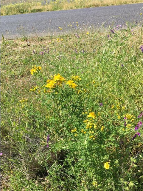 St Johns Wort Next to Road